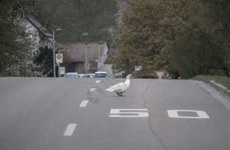 在一条街道上缓慢走动标记50公里速度限制在德国一个小村庄的公路表面涂上图片