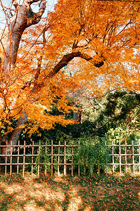 黄色秋叶子和竹栅栏在武士村Sakur市ChibJpn图片