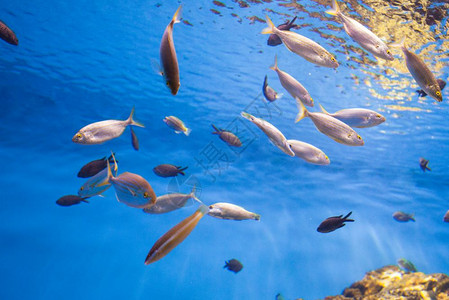 水族馆中拍摄的鱼群照片图片