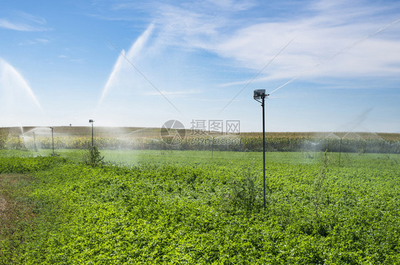 田地上喷水给植物图片