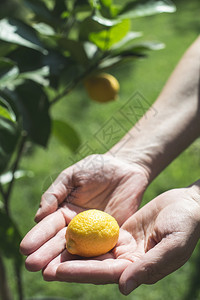 年轻的柠檬树和水果手握新鲜柠檬图片