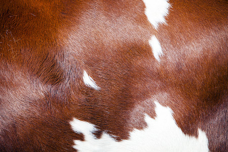 红色和白的隐藏部分在斑的dutchHolstein母牛的侧面图片