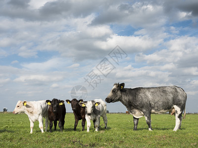 绿草地在阿默斯福特附近的霍兰有奇特肉牛和小群图片