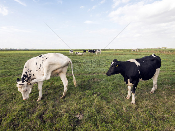 绿草地上的黑荷尔斯坦奶牛在内地蓝天空下的阿姆斯福特附近图片