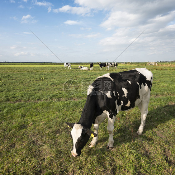 绿草地上的黑荷尔斯坦奶牛在内地蓝天空下的阿姆斯福特附近图片