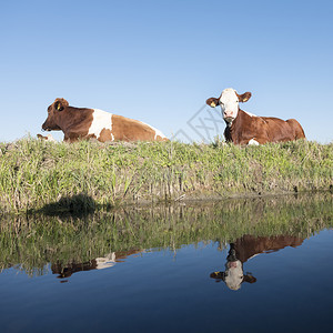 蓝天空下绿草地上的红奶牛和白在绿草地上的斜坡在Holand的运河水中反射图片