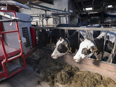 大红喂养机器人和黑白发现牛在谷仓的奶荷兰河边的杜查农场图片