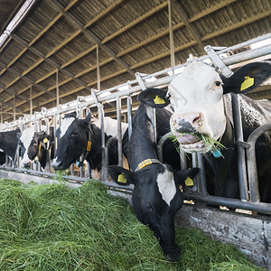 发现黑荷尔斯坦奶牛食于内地杜奇农场谷仓里的绿草图片