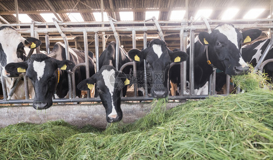 发现黑荷尔斯坦奶牛食于内地杜奇农场谷仓里的绿草图片