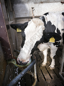 黑白荷尔斯坦发现奶牛在杜查农场里图片