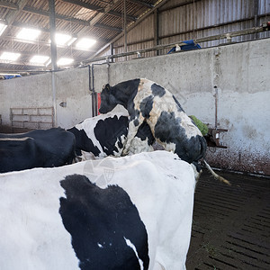 黑荷尔斯坦发现牛和在荷兰河边的杜查农场谷仓里养牛图片