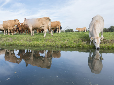 牛群和小在绿草地原上放牧反映于荷兰河内Houten和rch附近杜特奇运河的水中图片