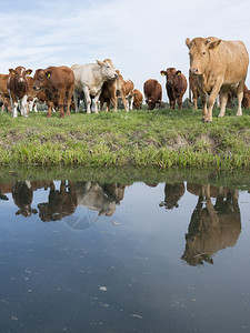 牛群和小在绿草地原上放牧反映于荷兰河内Houten和rch附近杜特奇运河的水中图片