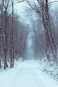 在寒冷的节日中冬路面布满了雪穿过一片迷雾的森林图象拍摄在德国Schwabi大厅附近图片