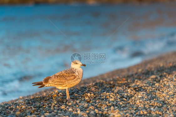 海鸥在边的石子滩上黎明时刻肖像图片