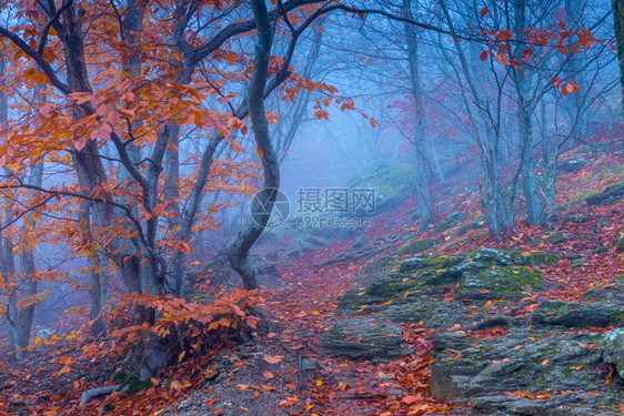 山上秋天浓雾景象图片