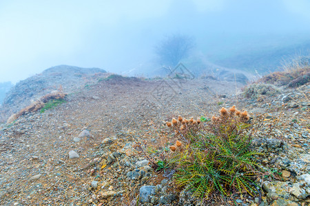 在雾秋天石头中间高处的山上植物图片