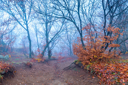 山的神秘景观秋天浓雾中山上的树木图片