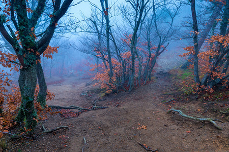 高山上美丽的森林在低温中在雾的清晨中照相图片