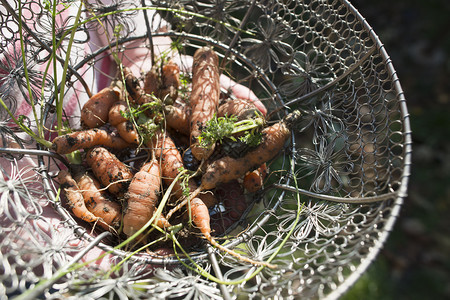 花园的金属篮子里胡萝卜阳光明媚的一天图片