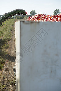 收割器在拖车上集番茄图片