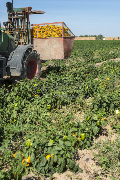 农用收割机在田里采摘黄辣椒图片