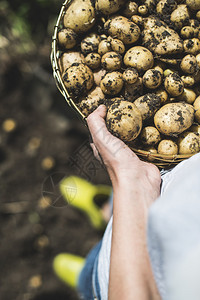 妇女用篮子从花园中收获土豆图片