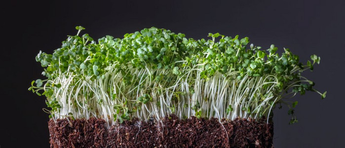 食素粮谷种以宏观生物食或饮形式在地下发芽种植有机产品和本土生长的慢食品概念绿色微小的粒从孤立在黑土上的有机壤中生长出来图片