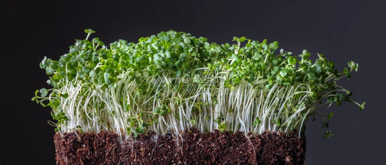 食素粮谷种以宏观生物食或饮形式在地下发芽种植有机产品和本土生长的慢食品概念绿色微小的粒从孤立在黑土上的有机壤中生长出来图片