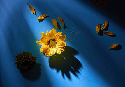 黄色花瓣和朵的创意构成图案黄色花朵和的图案黄黄色花朵的图案图片
