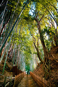 绿和平竹林小土巷萨库拉市奇巴日本图片