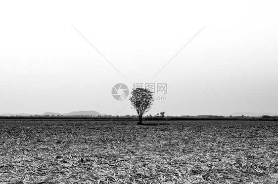 和空白字段中单树的黑白照片图片