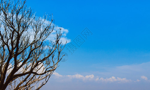 美丽的树枝与蓝色天空相对云层与复制空间自然背景图片