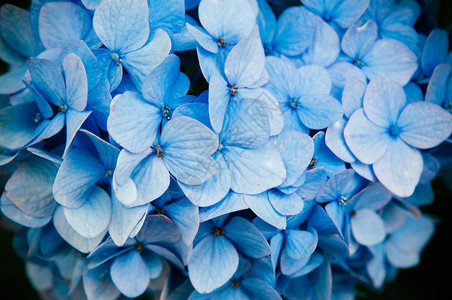 美丽近身的蓝色花朵纹的花朵纹身图片
