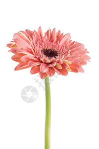 美丽的粉红斑马daisy白色背景上隔绝着水滴图片