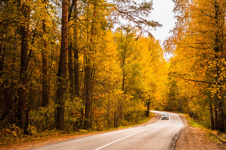 乡间公路在黄色秋天图片