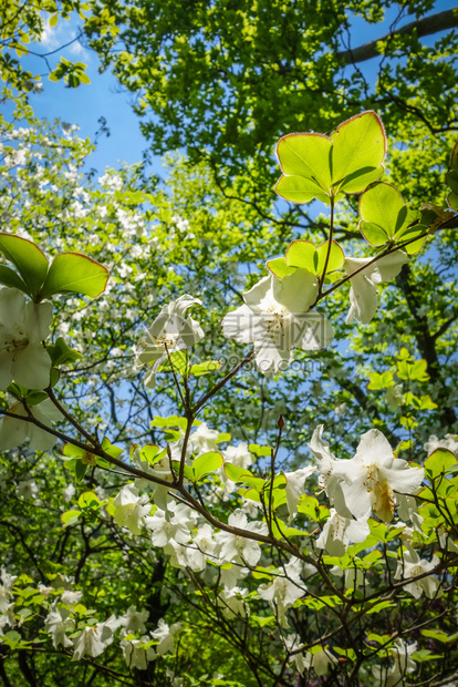 传统的日本樱花近的视野日本的樱花在图片