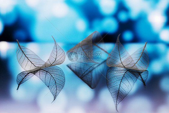 透明的白叶在镜面上反射深蓝色背景上抽象的宏观与bokeh湖水中船只的艺术形象自然梦想中的艺术形象图片