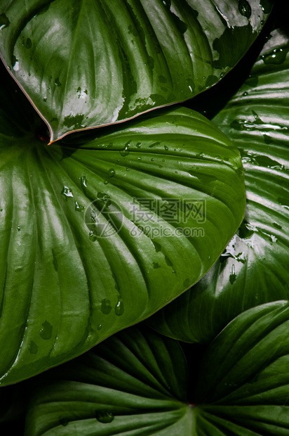 雨后绿色热带叶图片