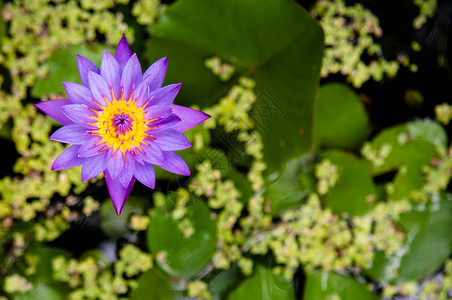 美丽的水百合花及其叶子在背景中图片