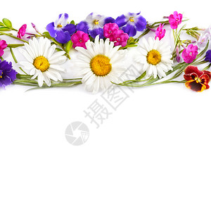 花纹装饰品甘菊和紫罗兰在白色背景中被孤立平面顶部视图文字自由空间图片