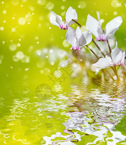 野生环球或高山紫罗兰的白花紧贴在模糊的黄绿色背景下在水面反射图片