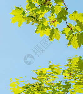 在蓝色天空和水面反射的青蓝天空上树的明绿色叶图片