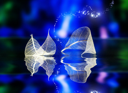 深蓝色背景的透明白叶反映水面抽象宏观湖水中船只的艺术形象自然梦想中的艺术形象图片