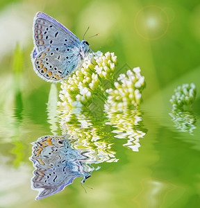 美丽的蓝蝴蝶铜坐在春草地上的白花与水面反射图片