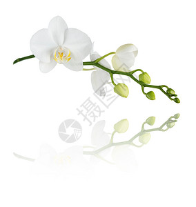 白花在树枝上多颗芽在白色背景上隔离反映在镜面上图片