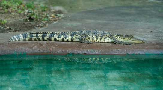 鳄鱼在动物园水附近休息图片