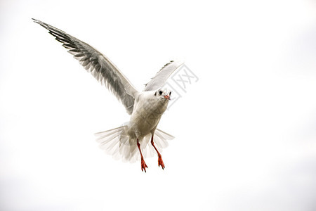 黑头海鸥在飞翔时有扩张翅膀图片