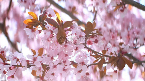 春花美丽的树枝樱桃花图片