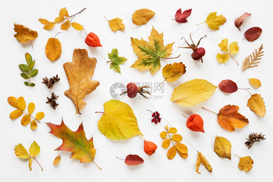 白落秋叶的色彩多和明亮背景图片